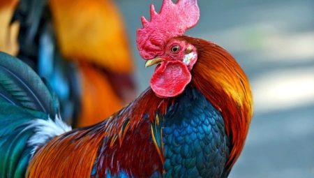 2017 - the year of what animal and what is typical for it?