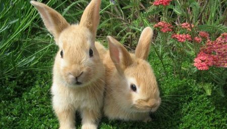 2023 - the year of which animal and what is characteristic for it?