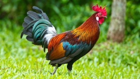 2029 - l'année de quel animal et qu'est-ce que cela signifie ?