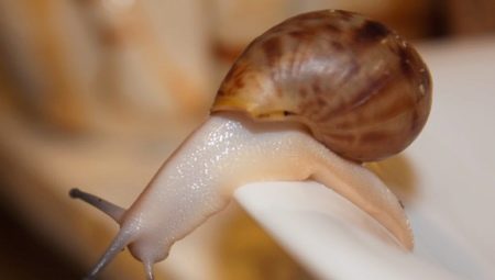 Achatina fulica albino: what do snails look like and how to keep them?