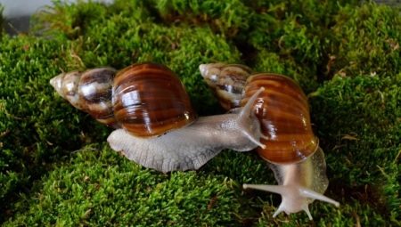 Achatina fulica : 달팽이, 유지 관리 및 관리에 대한 설명