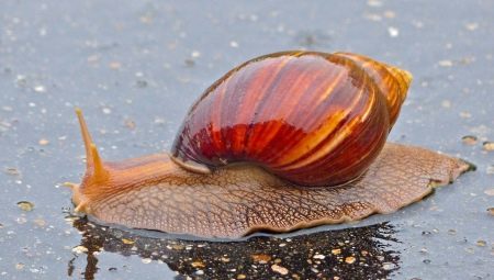 Achatina Immaculata: подвидове и характеристики на съдържанието