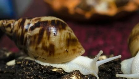 Achatina reticulata albino: keeping and caring for a snail at home