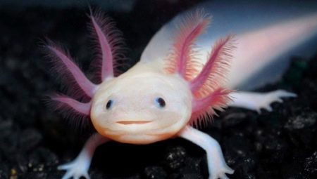 Axolotl: who is it, types, sizes and content
