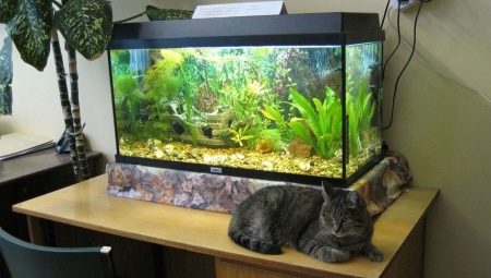 Aquarium 60 liters: sizes, design and selection of fish