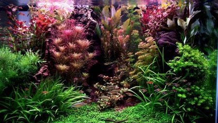 Aquarium herbalist: features and recommendations for making