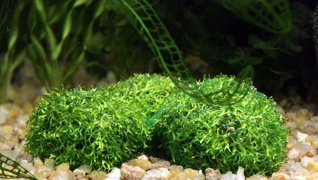 Aquarium Riccia: varieties and recommendations for maintenance