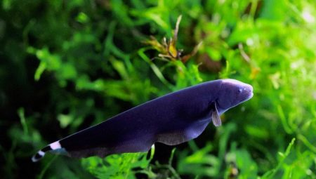 Poisson couteau d'aquarium: types, contenu et compatibilité