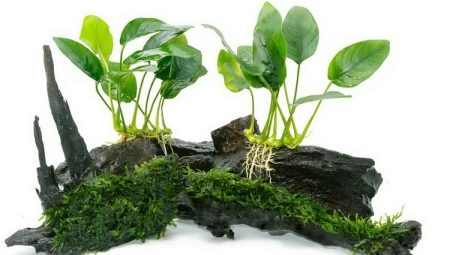 Аквариумно растение Anubias: видове, поддръжка и отглеждане