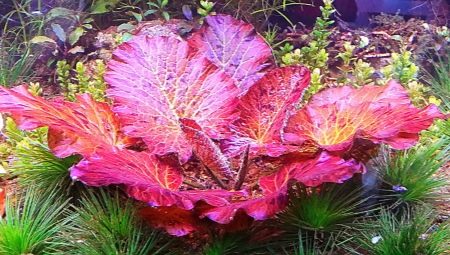 Aquarium plant nymphea: types, planting and care