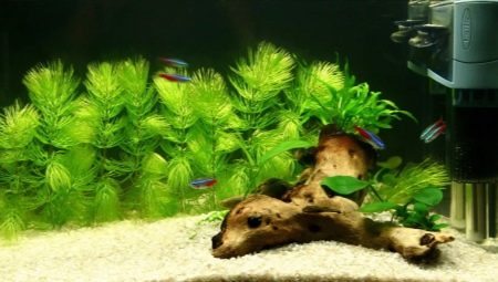 Аквариумно растение Hornwort: описание, засаждане и съдържание