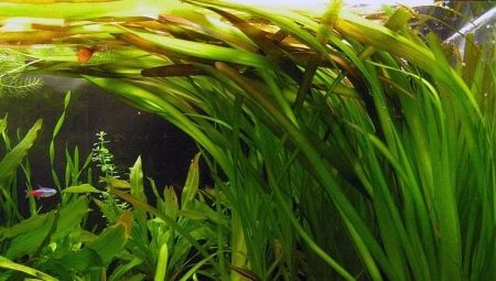 Vallisneria aquarium plant: planting, care and maintenance
