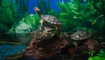 Aquarium turtles: varieties, care and reproduction