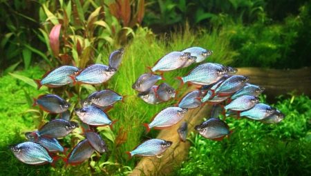 Aquarium fish for beginners: which ones to choose and how to keep them?