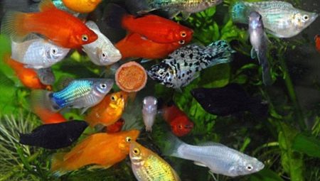 Aquarium fish mollies: varieties, selection, care, reproduction