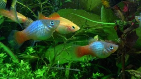 Poissons d'aquarium petsilia: variétés, sélection et contenu