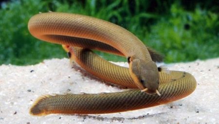 Aquarium snake fish: varieties, selection, care, reproduction