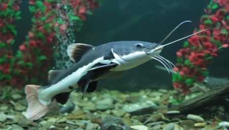 Aquarium catfish: varieties, tips for care and reproduction