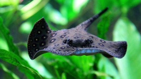 Aquarium stingray: description and content