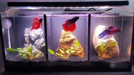 Aquariums pour coqs : sélection, équipement et soins