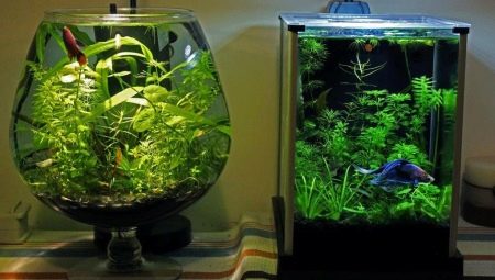 Aquariums for 20 liters: sizes, number and selection of fish