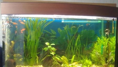 50 liter aquariums: sizes, number of fish and their selection