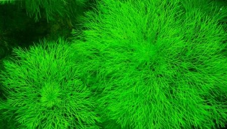 Ambulia:水族館的類型和內容