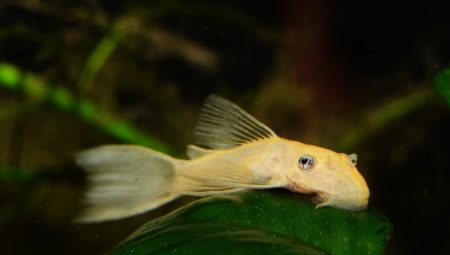 Ancistrus albino: description and content