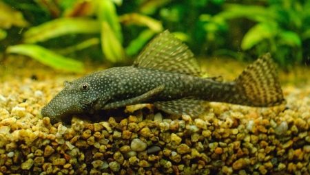 Ancistrus ordinary: description, features of keeping and breeding