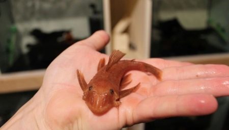 Ancistrus super ed: description, content and breeding