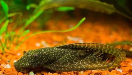 Veil ancistrus: description, care and breeding