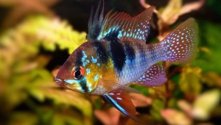 Apistogramme Ramirezi: description et types, contenu et élevage
