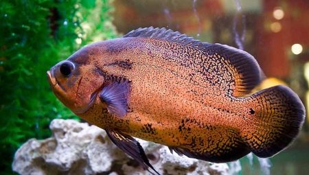 Astronotuses: what are they and how to keep them?