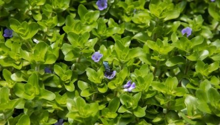 Bacopa: description of aquarium species and their content
