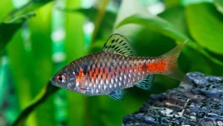 Scarlet barbus: description, care, breeding and compatibility