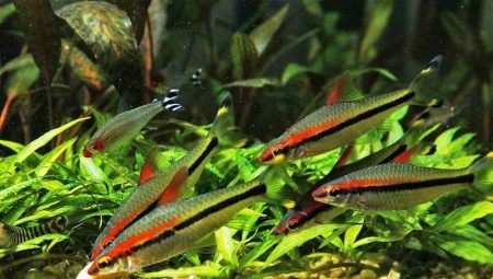 Barbus denisoni: description, tips for care and breeding