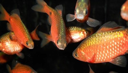 Barbus red: description, maintenance and care