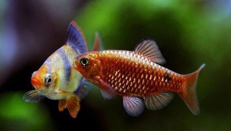 Barbus: description, types of aquarium fish and content