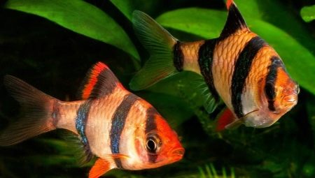 Barbus de Sumatra: description, contenu et élevage