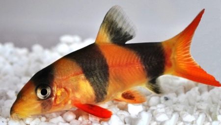 Botia: types of aquarium fish and features of their maintenance