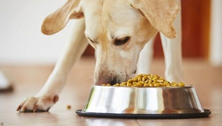 What and how to feed a Labrador?