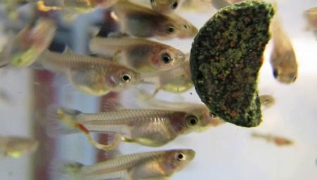 What and how to feed guppy fry?