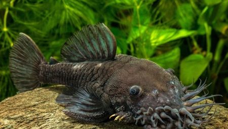 What and how best to feed ancistrus?