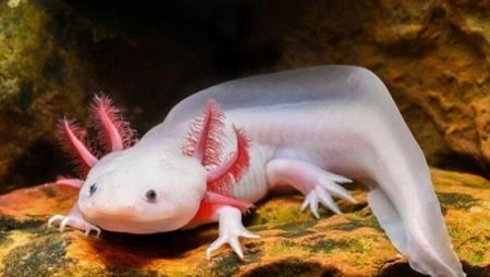 Comment nourrir l'axolotl ?