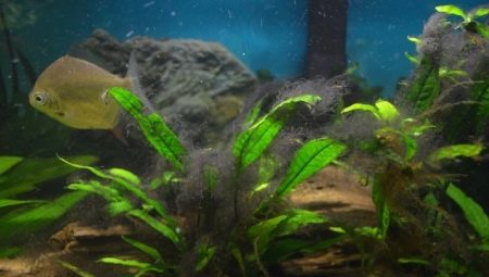 Black algae in an aquarium: why do they arise and how to deal with them?