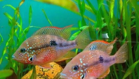Cichlazoma eliot: description, care, breeding, compatibility