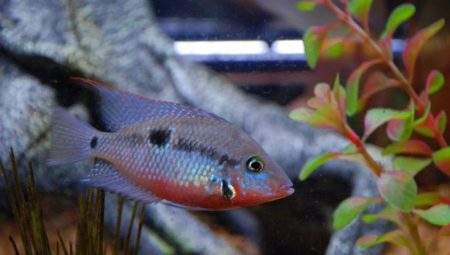 Cichlazoma meek: description, care, reproduction and compatibility