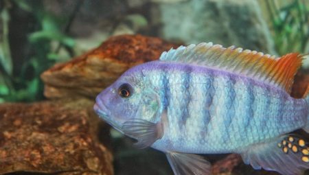 Cichlid zebra: species with description and content