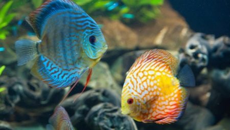 Cichlids: description, types and content