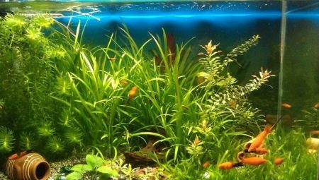 Phosphates in the aquarium: norms and level control